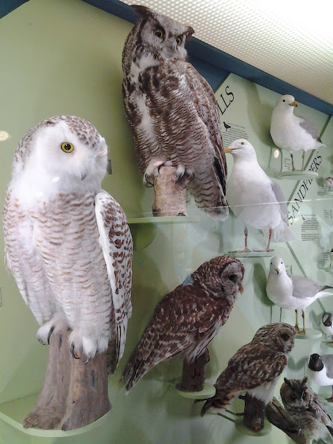 royal alberta museum owls