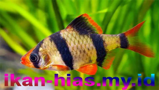 Tiger Barb