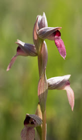 Greater Tongue Orchid - Tiptree, Essex