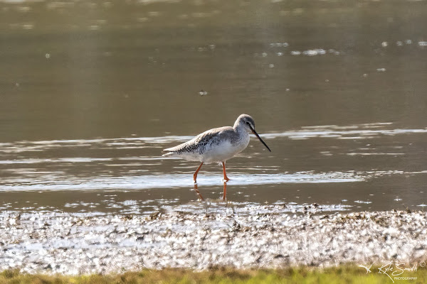 Spotted redshank