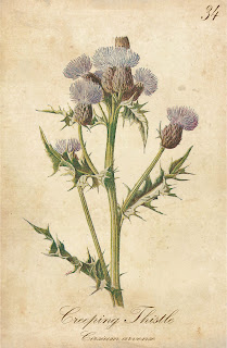 free digital background wildflower flower artwork