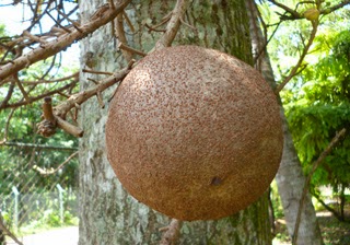 Fruit of Sal-Shorea robusta