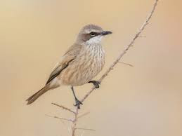 Papamoscas herero (Namibornis herero)