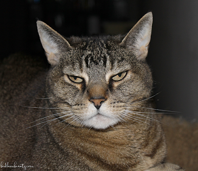 The Angriest Floof