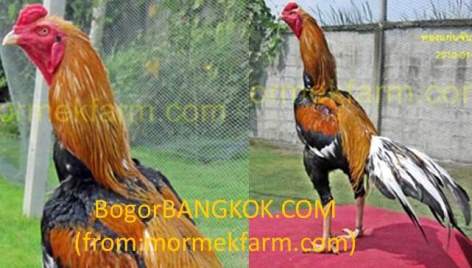 Warna Ayam Bangkok Istimewa Berkelas di Thailand ~ Ayam ...