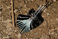 Graphium nomius