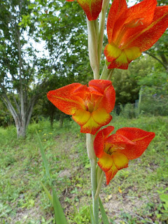 Glaïeul sauvage - Gladiolus dalenii 