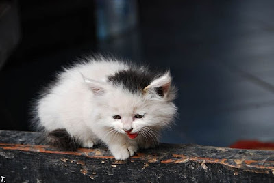 cutest kittens Seen On www.coolpicturegallery.net