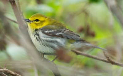 Black-throated Green Warbler (Setophaga virens)