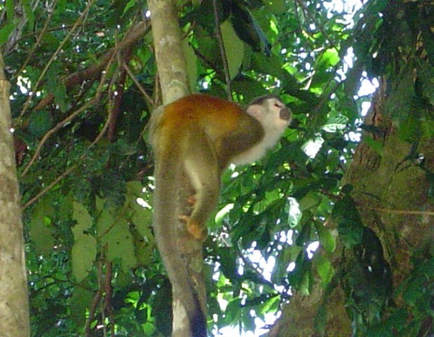 Parque Nacional de Fauna Silvestre Golfito