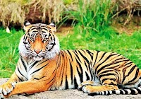 WORLD TIGER DAY '' Strive to save the striped ''