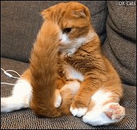 Funny Cat GIF • Cat sitting like human discovering his huge tail and sniffing it [ok-cats.com]