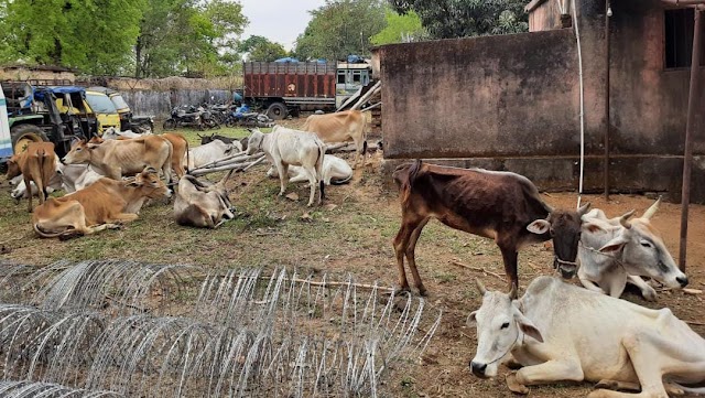  मेराल पुलिस द्वारा बंका रोड से 19 प्रतिबंधित गोवंश के साथ एक व्यापारी गिरफ्तार ---रिपोर्ट : ब्रजेश कुमार पाण्डेय