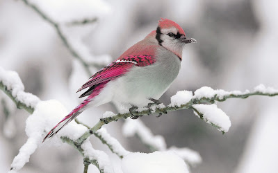 Beautiful Birds Wallpapers HD