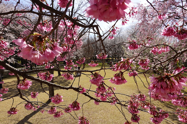 鳥取県西伯郡南部町鶴田 とっとり花回廊 桜の広場