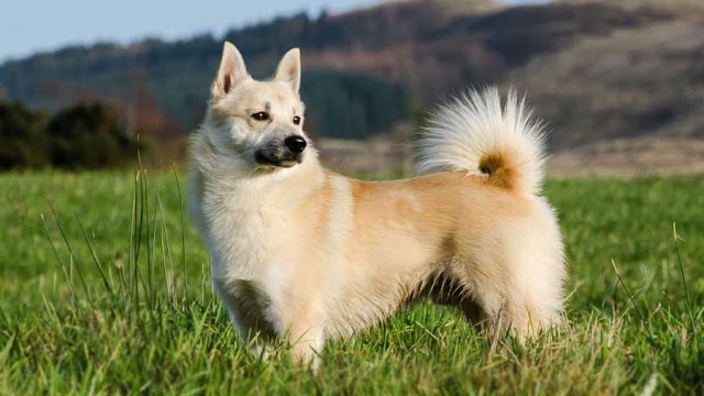 "Energetic Norwegian Buhund dog with a fluffy coat and a playful expression, showcasing the breed's vibrant personality and active nature."