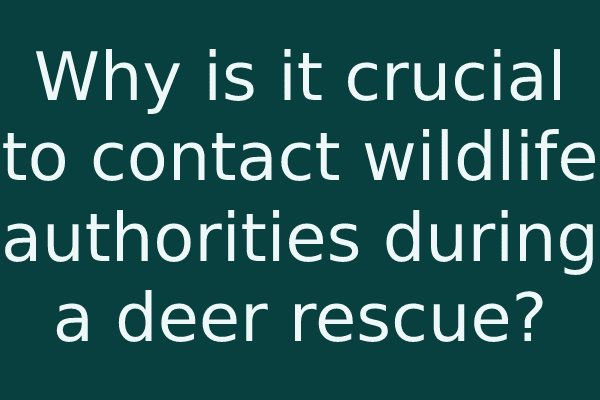 Why is it crucial to contact wildlife authorities during a deer rescue?