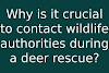 Why is it crucial to contact wildlife authorities during a deer rescue?