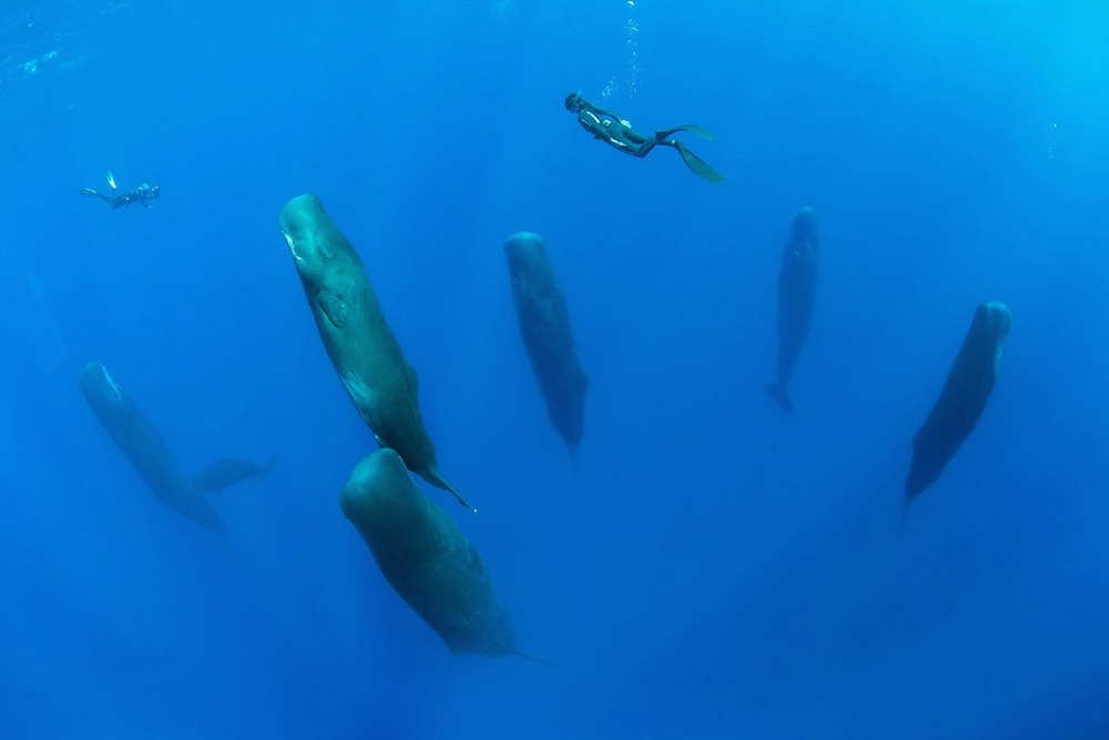 クジラの寝る様子が神秘的 海の中で縦になって眠る N ミライノシテン