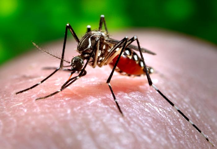 Aedes e Culex conheça as diferenças entre o mosquito e o 