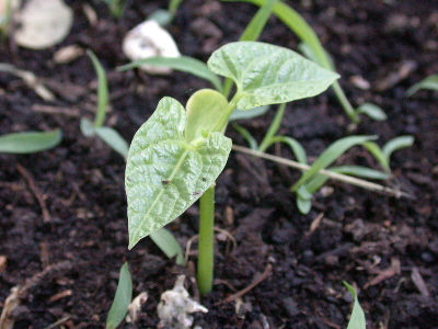 Peeks Into Joyce Book Entry 13 1957 My Lima Bean Crop