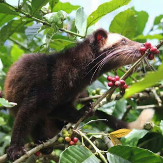 Inilah Harga Kopi Luwak Asli yang Akan Membuatmu Terkejut