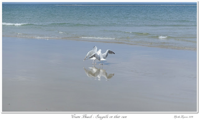 Crane Beach: Seagulls on their own
