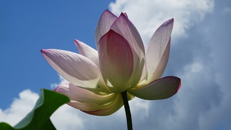 荷花（蓮花）