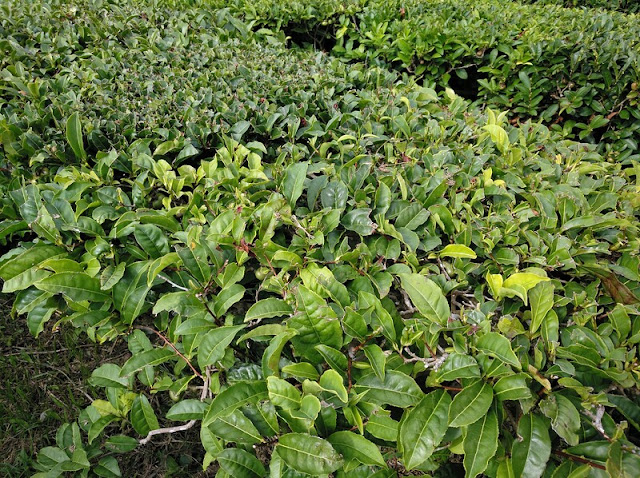Primer plano de los arbustos de hojas de té en una plantación en Porto Formoso (Azores)