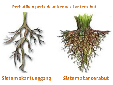 Ke arah manakah akar tumbuh? Akar tumbuh ke arah pusat bumi. Akar umumnya tumbuh ke dalam tanah. Akar dibedakan menjadi beberapa bagian, di antaranya rambut akar (bulu akar) dan tudung akar. Rambut akar merupakan jalan masuk air dan zat hara dari tanah ke dalam tubuh tumbuhan. Tudung akar berfungsi melindungi akar saat menembus tanah. Berdasarkan jenisnya, akar tumbuhan dapat dibedakan menjadi dua, yaitu akar serabut dan akar tunggang.