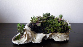 Double-oyster-shell centerpiece for desk with accent plants