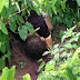 Adolescente é encontrado morto em plantação de inhame