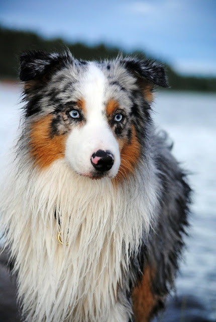 Australian Shepherd gorgeousness.