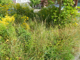 Little Italy Fall Front Garden Cleanup Before by Paul Jung Gardening Services--a Toronto Organic Gardener
