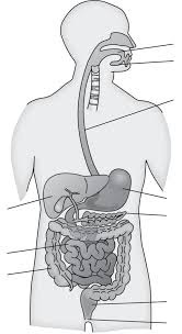 Diagram of digestive system | Simple digestive system diagram | Digestive system easy