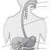 Diagram of digestive system | Simple digestive system diagram | Digestive system easy