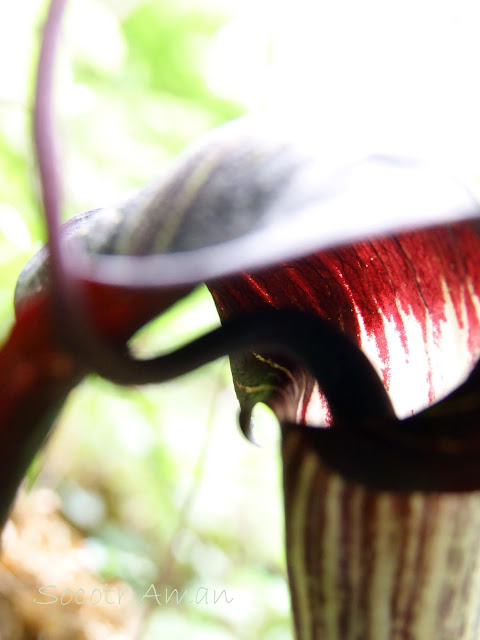 Arisaema urashima