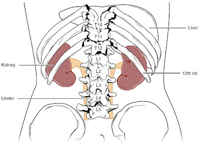 Organ ginjal (warna cokelat)