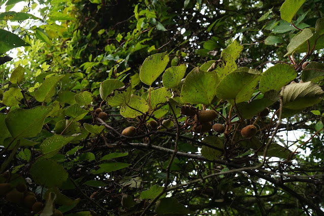 ✜ 賽德克的水果植物 臺灣羊桃