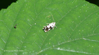 Ethmia quadrillella DSC158390