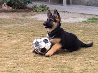 German Shepherd Dogs