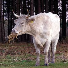 أعضاء التقاط الأغذية عند الحيوان - البقرة