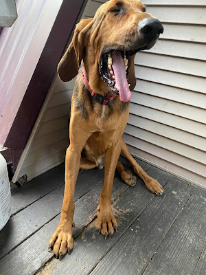 A bloodhound wearing a red collar sits on a deck outside in front of a house. He is letting loose a big yawn with his eyes closed.