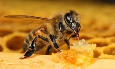Cara Mengobati Sengatan Lebah