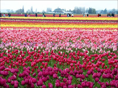 Garden Tulips in Netherlands