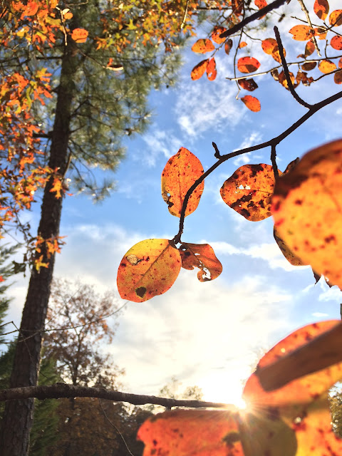 autumn fall sun light