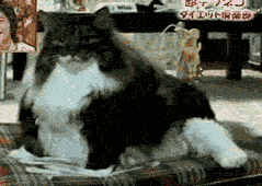 animated CAT GIF FUNNY