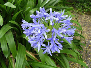 Agapanthus umbellatus