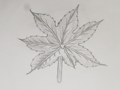 Richa Art Club, Maple Leaf, Sketching, Drawing, Art, Pencil