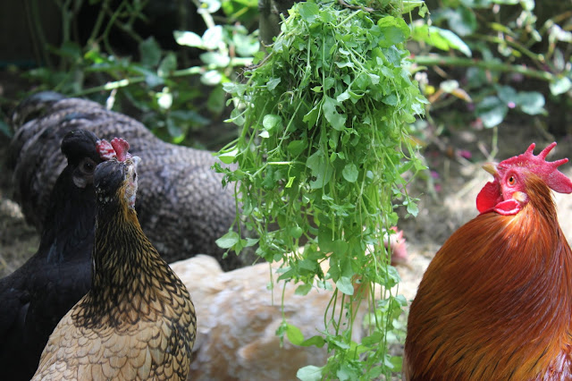 Chickweed stellaria media as a food for organic poultry